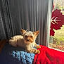 dog, small_dog, indoor, quilted_blanket, red_blanket, window, curtains, leaf_decor, natural_light, pet, cozy, furniture, animal, relaxing, home, sunlight, canine, fur, ears, resting