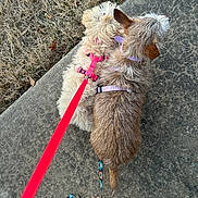 Penelope joined the competition — help win amazing prizes! dog, two_dogs, small_dog, leash, harness, pink_harness, purple_harness, red_leash, sidewalk, concrete, dry_grass, bare_feet, top_down, walking, pet, canine, fur, outdoor, pavement, owner