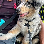 Nouky participe au concours pour gagner de l'argent avec cette photo : puppy, dog, pet, fluffy, happy, smiling, leash, collar, person, lap, seated, clothing, black, red, pattern, close_up, indoor, cute, tongue_out, furry