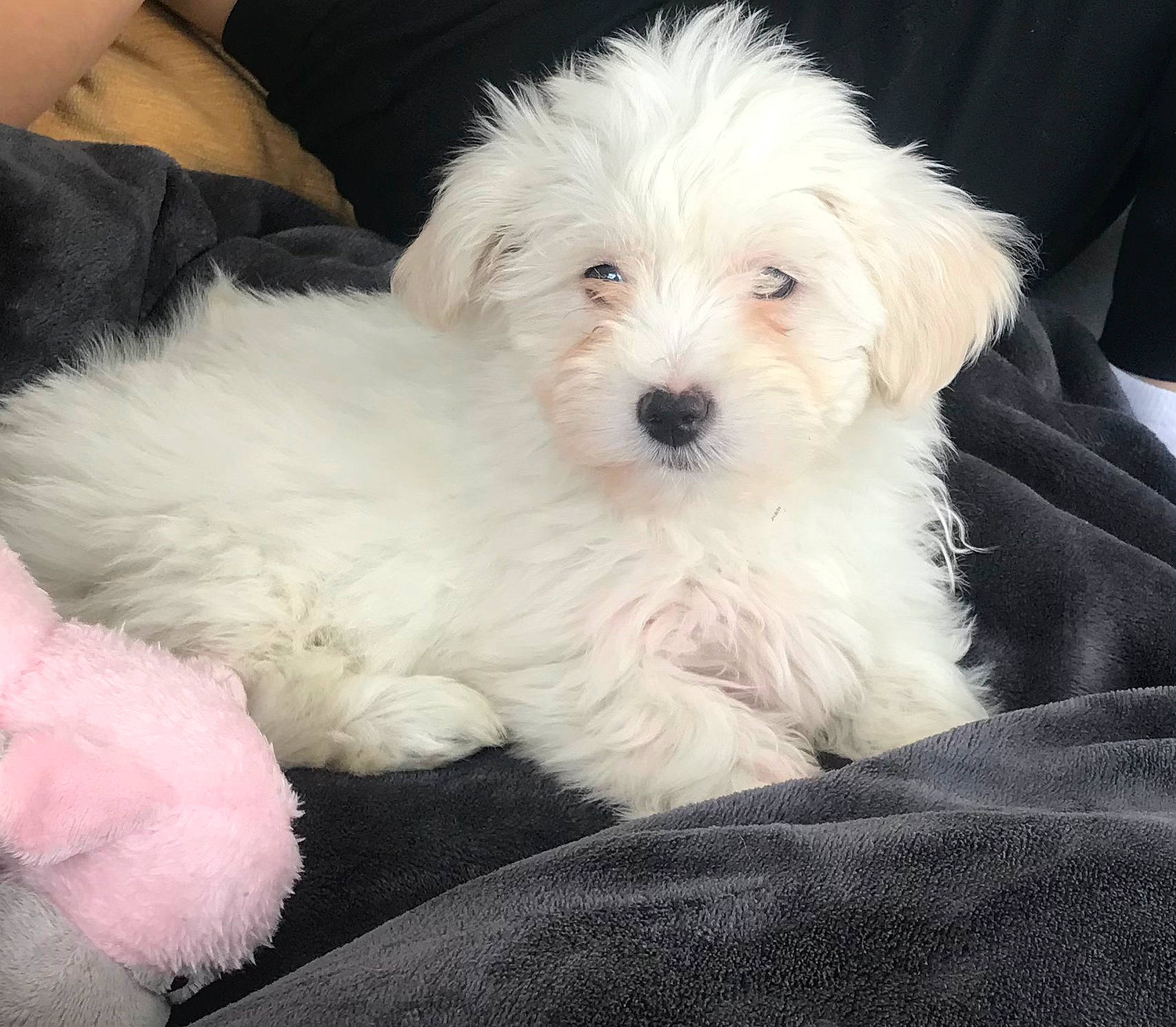 Tess a rejoint le concours — aidez-le/la à gagner de superbes lots ! canidae, carnivore, comfort, companion_dog, dog, dog_breed, fur, glasses, happy, love, maltepoo, poodle, shih_poo, small_terrier, snout, sporting_group, terrier, toy_dog, water_dog, working_animal