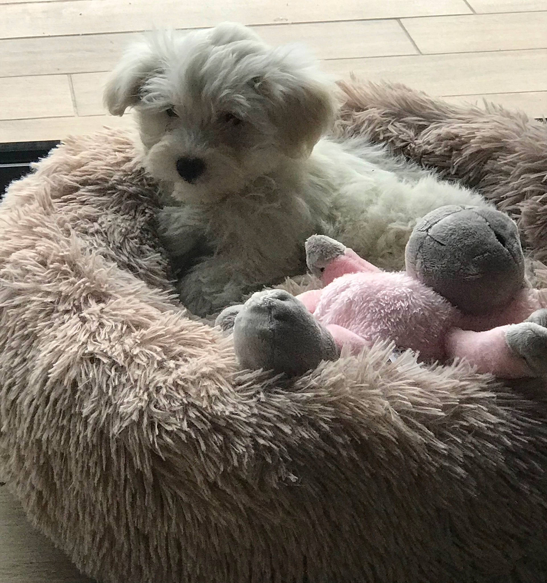 Tess participe au concours pour gagner de l'argent avec cette photo : canidae, carnivore, cockapoo, companion_dog, dog, dog_breed, fur, goldendoodle, non_sporting_group, poodle_crossbreed, puppy_love, small_terrier, snout, sporting_group, terrestrial_animal, terrier, toy, toy_dog