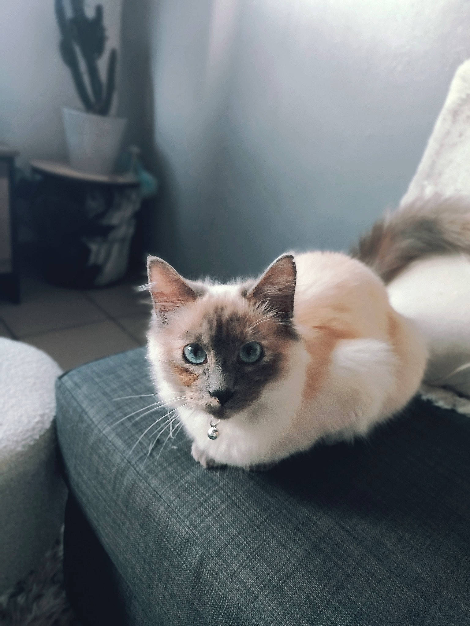 Clochette a rejoint le concours — aidez-le/la à gagner de superbes lots ! birman, carnivore, cat, comfort, fawn, felidae, flooring, foot, fur, iris, paw, siamese, sitting, small_to_medium_sized_cats, snout, tail, thai, whiskers, window, wood