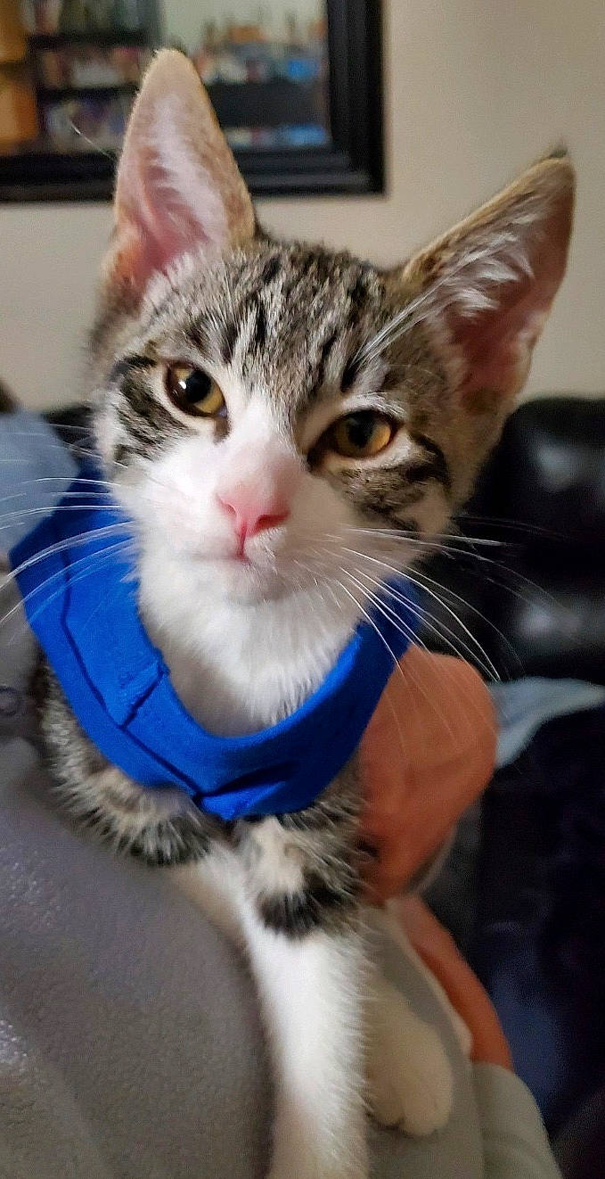 Corey Patrick Iii is registered to the contest to win money with this photo: aegean_cat, american_shorthair, american_wirehair, asian, carnivore, cat, domestic_short_haired_cat, dragon_li, european_shorthair, felidae, fur, kitten, mammal, nose, ojos_azules, polydactyl_cat, small_to_medium_sized_cats, tabby_cat, whiskers