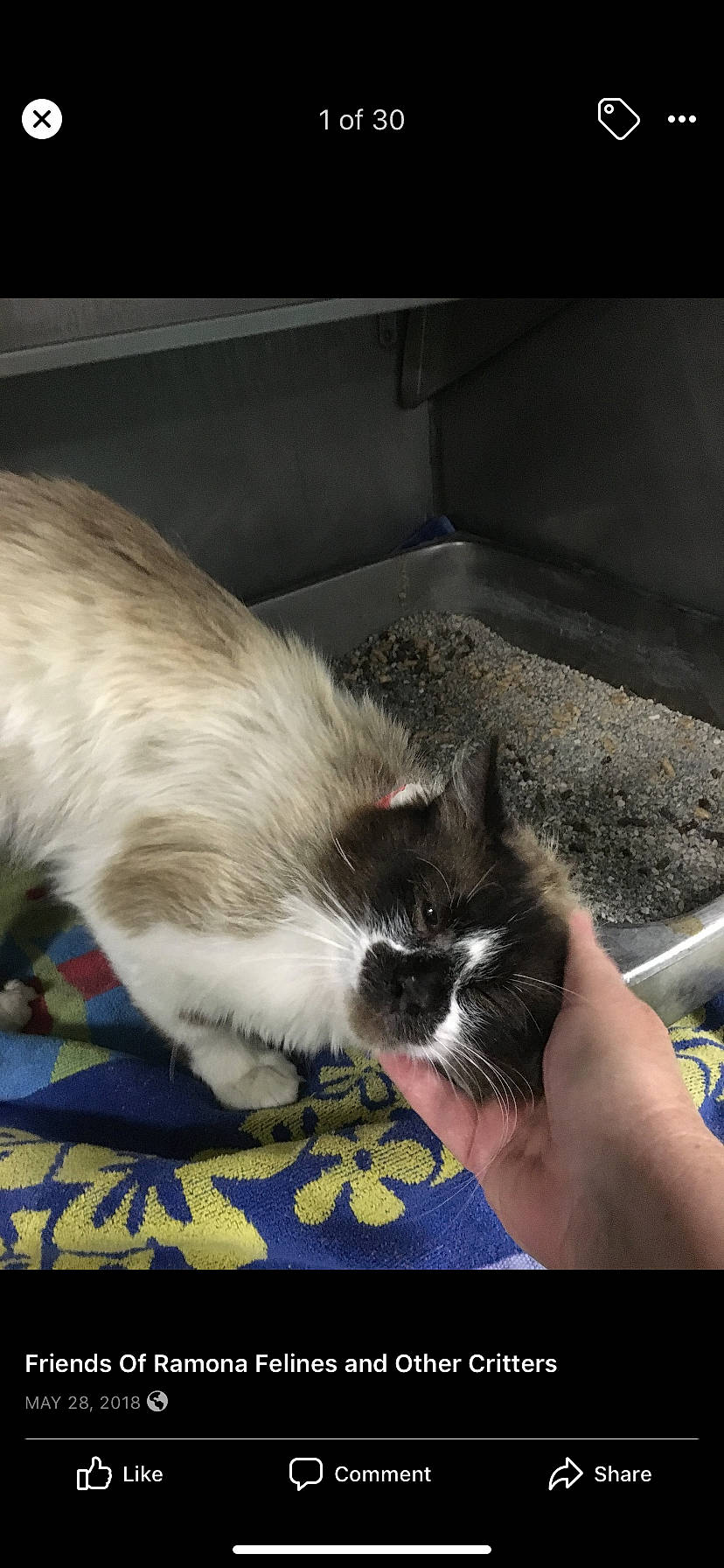 Linc joined the competition — help win amazing prizes! balinese, birman, canidae, carnivore, cat, felidae, kitten, ragdoll, small_to_medium_sized_cats, snowshoe, whiskers