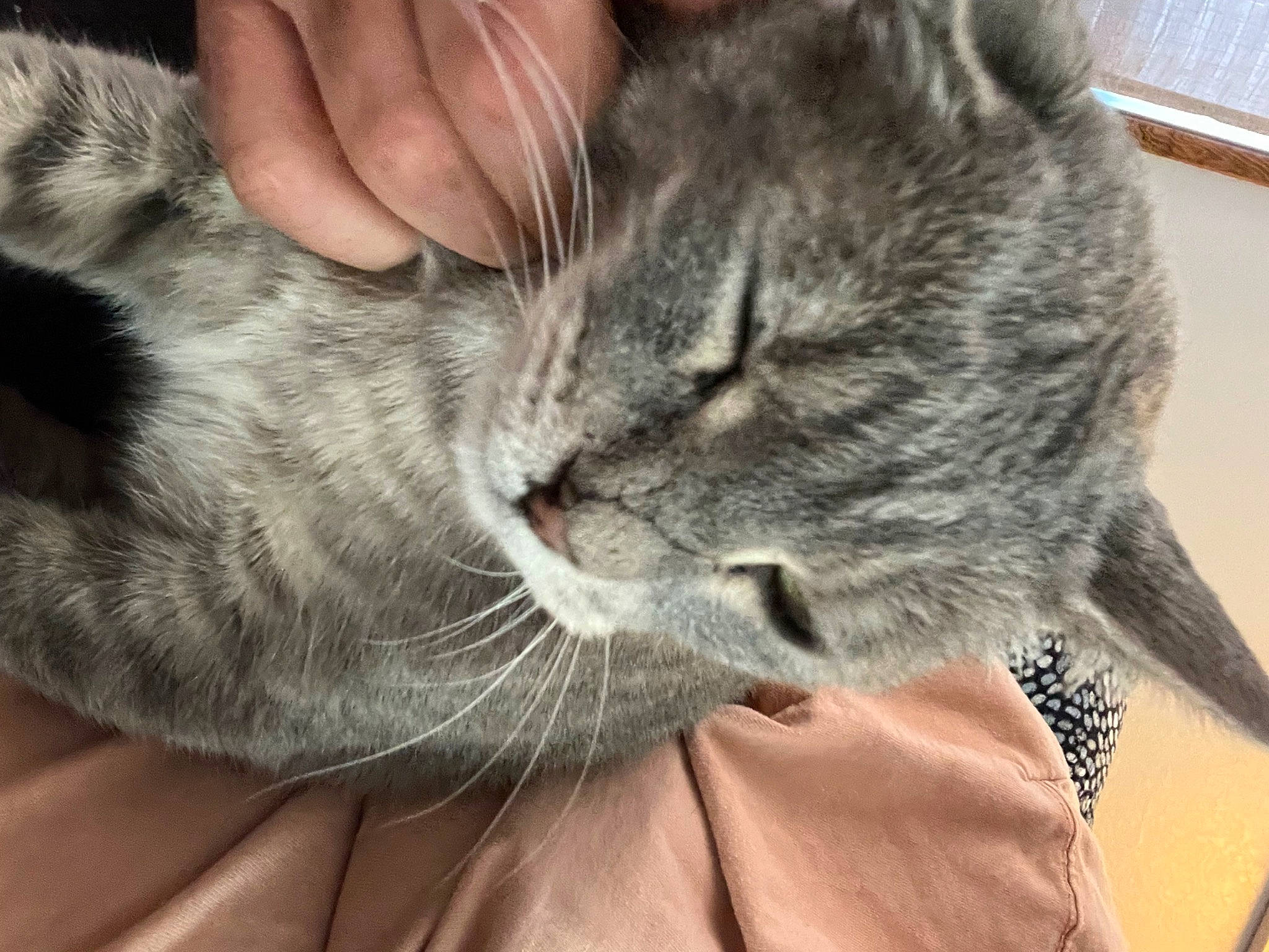 Pongo is registered to the contest to win money with this photo: carnivore, cat, claw, comfort, domestic_short_haired_cat, ear, felidae, fur, gesture, grey, nap, paw, sleep, small_to_medium_sized_cats, snout, tail, terrestrial_animal, whiskers