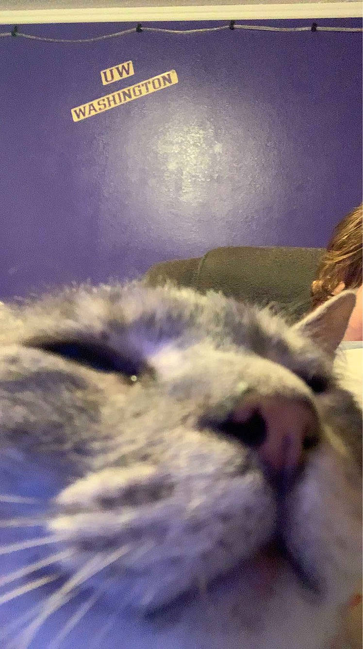 Pongo joined the competition — help win amazing prizes! carnivore, cat, cloud, comfort, darkness, domestic_short_haired_cat, electric_blue, felidae, font, fur, meteorological_phenomenon, nap, paw, photo_caption, sky, small_to_medium_sized_cats, snout, square, tail, whiskers