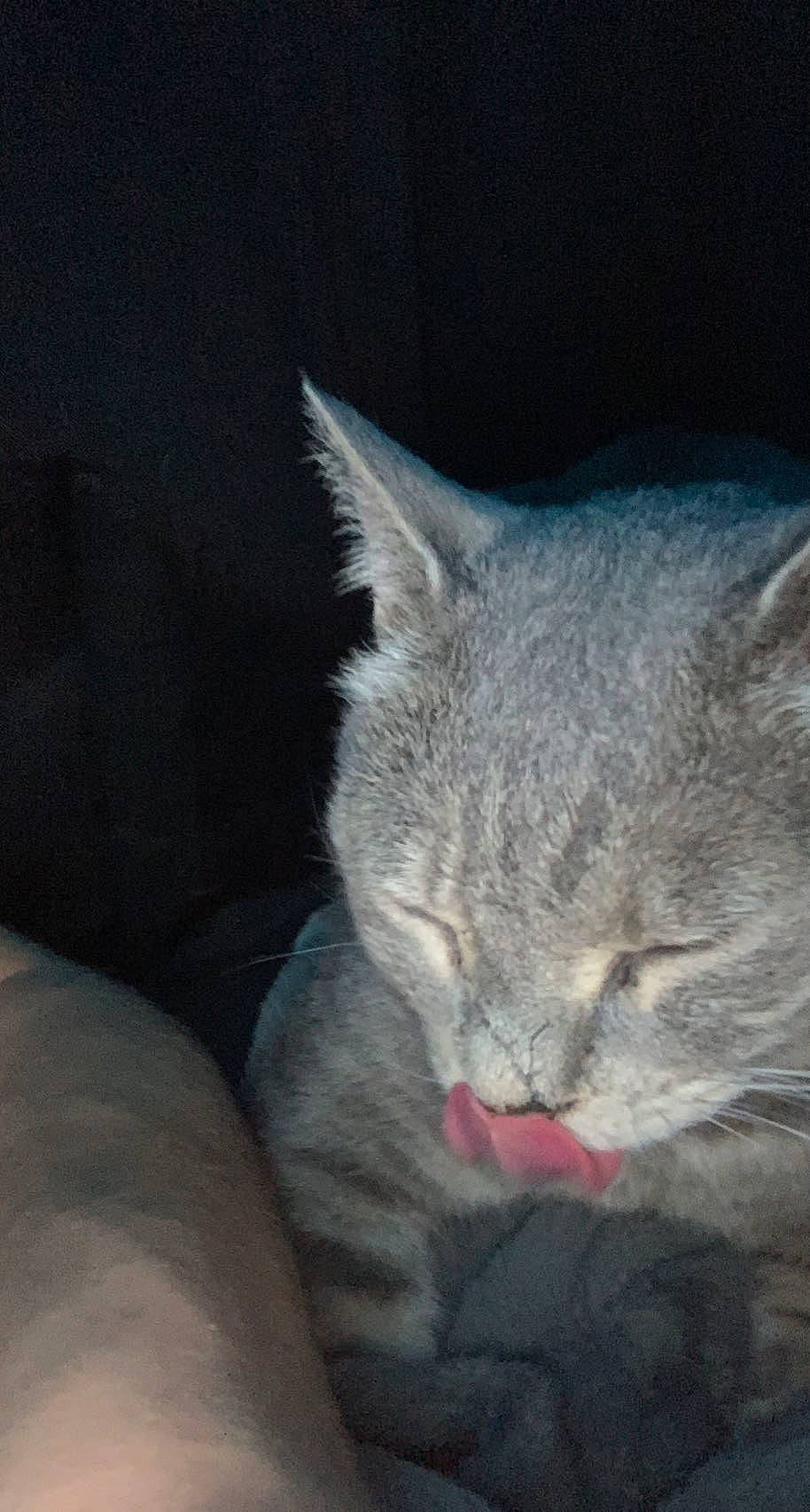 Pongo is registered to the contest to win money with this photo: carnivore, cat, claw, comfort, domestic_short_haired_cat, felidae, fur, grey, nap, paw, sleep, small_to_medium_sized_cats, tail, whiskers, window