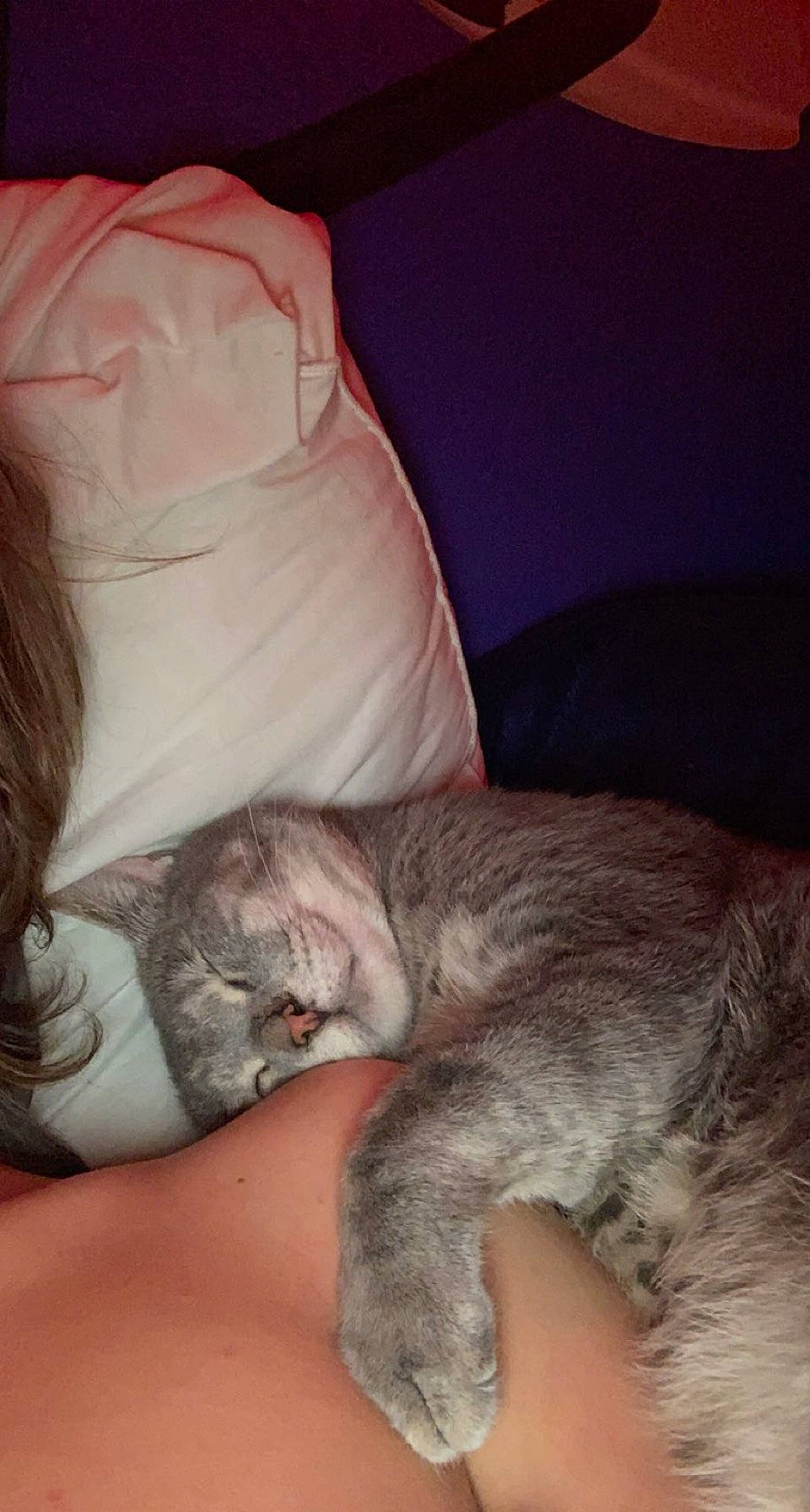 Pongo is registered to the contest to win money with this photo: bed, canidae, carnivore, cat, cloud, comfort, companion_dog, domestic_short_haired_cat, ear, fawn, felidae, fur, gesture, human_leg, linens, mammal, paw, small_to_medium_sized_cats, tail, whiskers