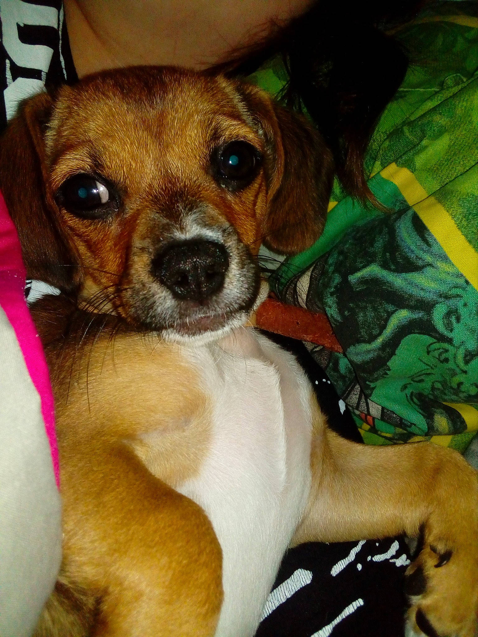 Never a rejoint le concours — aidez-le/la à gagner de superbes lots ! beagador, beagle, canidae, carnivore, companion_dog, dog, dog_breed, ear, fawn, feist, mammal, miniature_fox_terrier, nose, puggle, puppy, puppy_love, rare_breed_dog, snout, vertebrate, whiskers