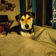 Hank is registered to the contest to win money with this photo: dog, indoor, couch, blanket, home_decor, window, night, pet, animal, furniture, living_room, calm, cozy, domestic, canine, resting, brown, black, tan, ears