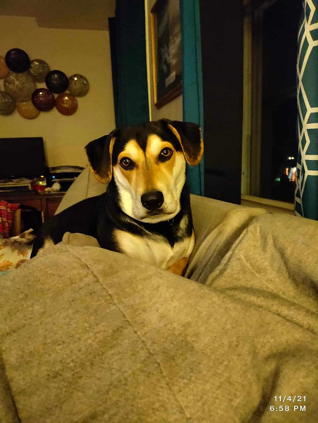 Hank is registered to the contest to win money with this photo: dog, indoor, couch, blanket, home_decor, window, night, pet, animal, furniture, living_room, calm, cozy, domestic, canine, resting, brown, black, tan, ears