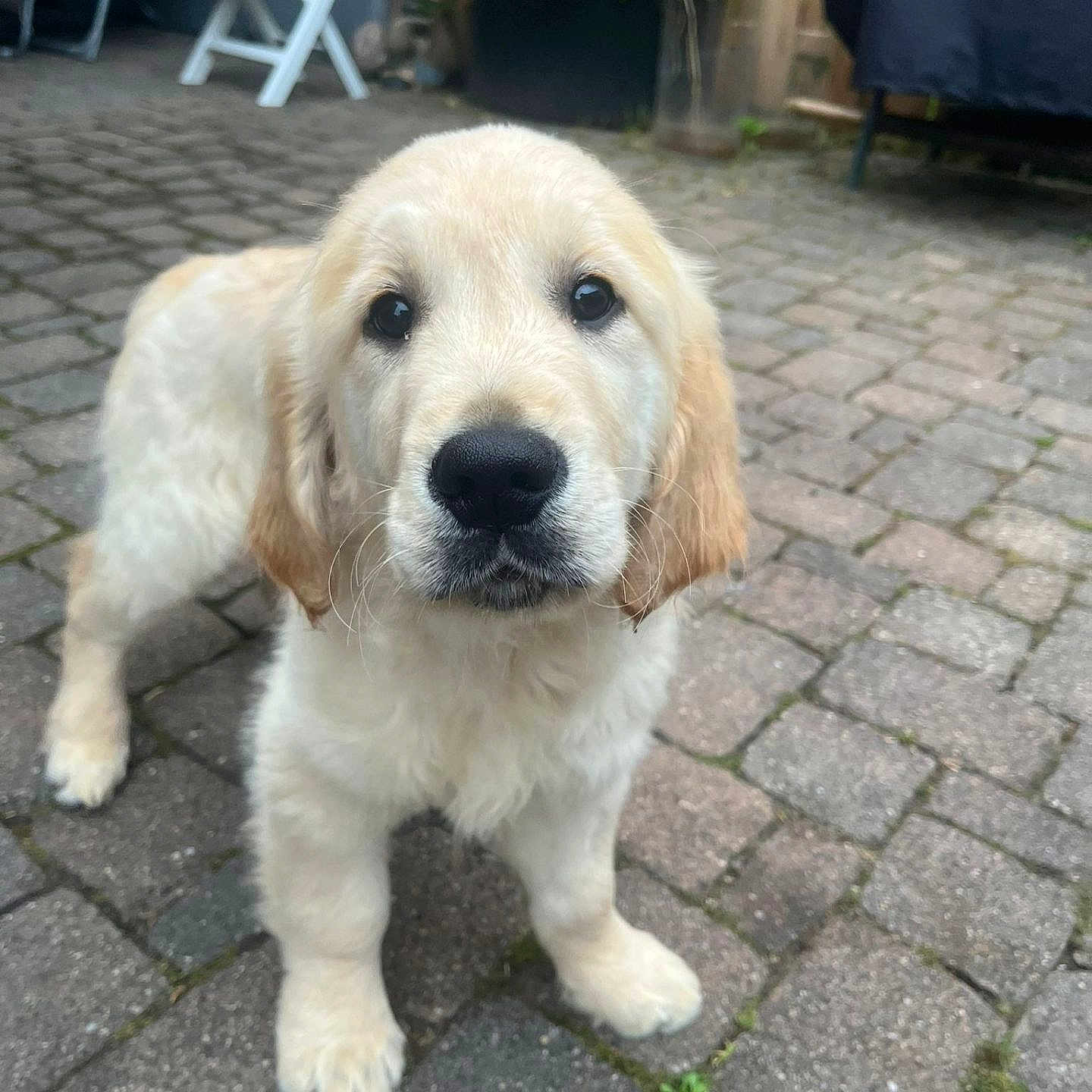 Charly participe au concours pour gagner de l'argent avec cette photo : animal, black_nose, closeup, cobblestone, curious, cute, dog, ears, four_legs, fur, furniture, garden, golden_retriever, outdoor, patio, pet, plant, puppy, whiskers, young