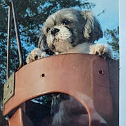 Henry is registered to the contest to win money with this photo: dog, puppy, swing, playground, outdoor, trees, sky, pet, young, curious, fur, animal, nature, daytime, closeup, portrait, cute, leisure, childswing, fun