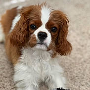 Winston joined the competition — help win amazing prizes! dog, puppy, cavalier_king_charles_spaniel, brown_and_white, carpet, toy, indoor, pet, cute, fluffy, animal, lying_down, looking_at_camera, small_dog, fur, ears, nose, muzzle, front_paws, domestic_animal
