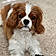 Winston