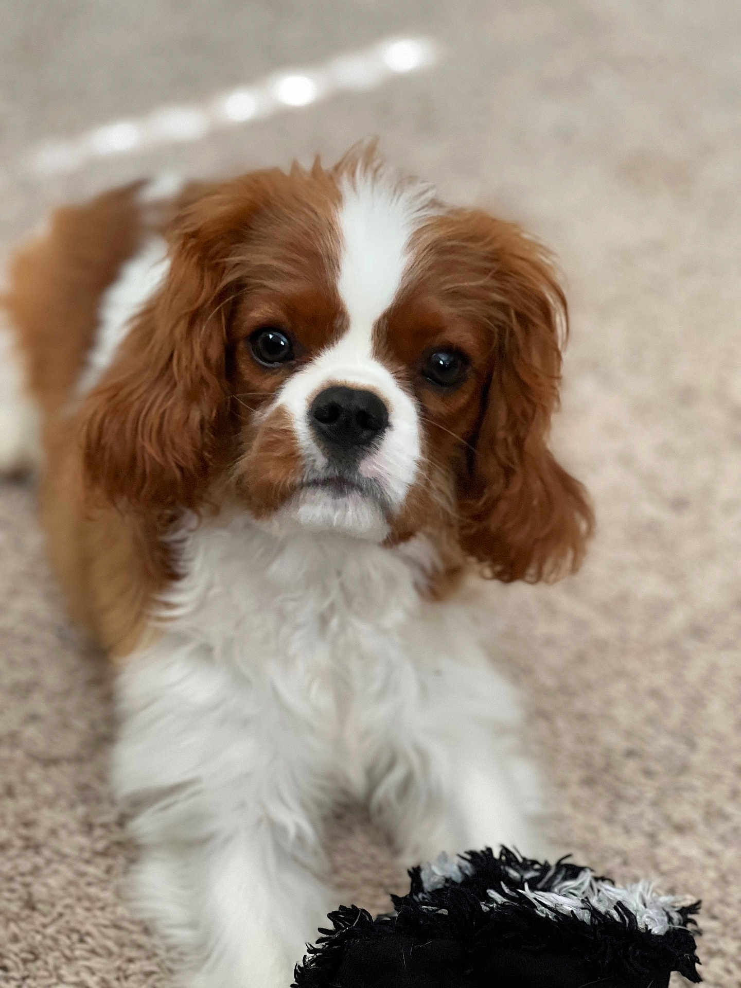 Winston joined the competition — help win amazing prizes! dog, puppy, cavalier_king_charles_spaniel, brown_and_white, carpet, toy, indoor, pet, cute, fluffy, animal, lying_down, looking_at_camera, small_dog, fur, ears, nose, muzzle, front_paws, domestic_animal