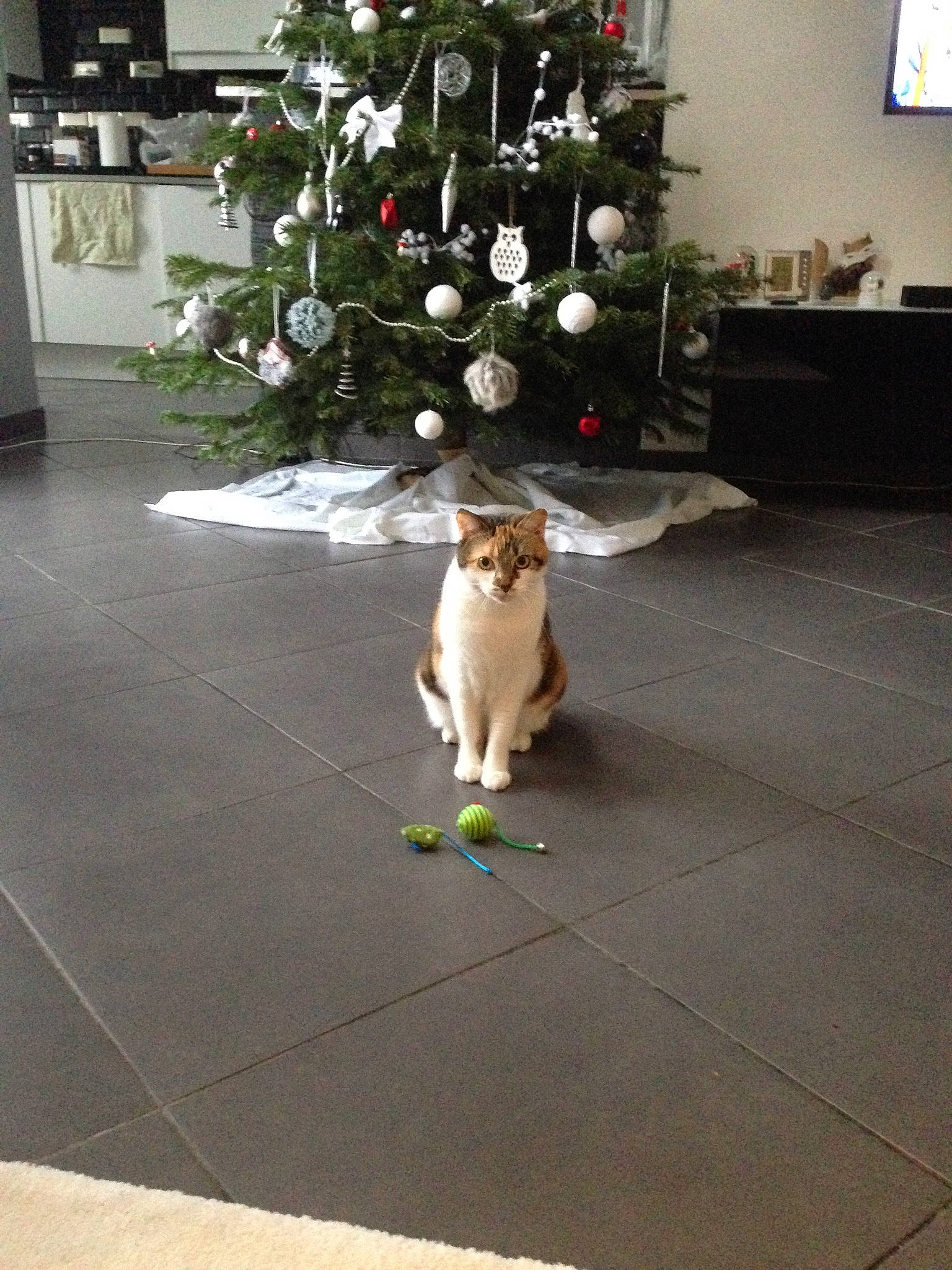 Honey participe au concours pour gagner de l'argent avec cette photo : carnivore, cat, christmas_ornament, christmas_tree, fawn, felidae, floor, flooring, holiday_ornament, houseplant, interior_design, ornament, picture_frame, plant, road_surface, tail, television, tree, whiskers, wood