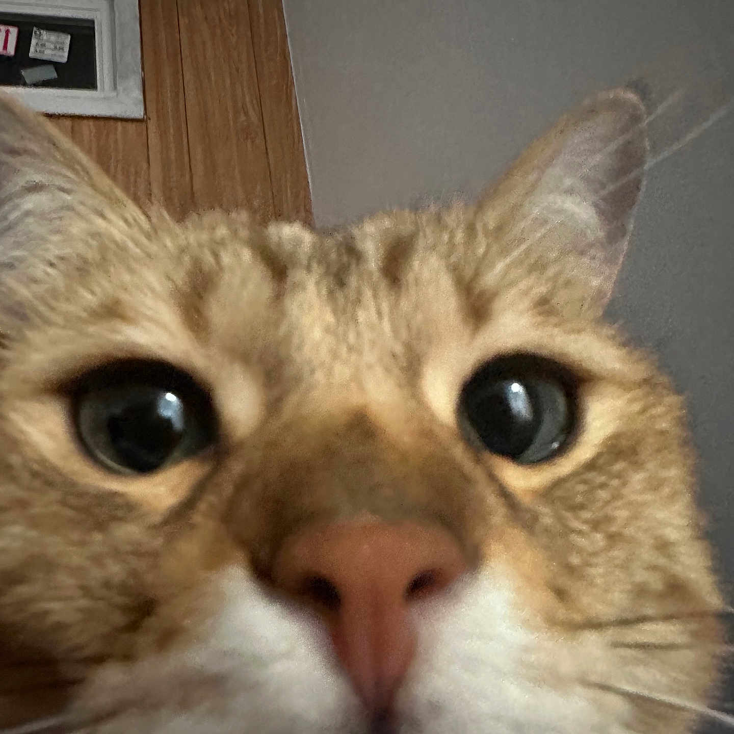 Miumiu joined the competition — help win amazing prizes! animal, blurred_background, cat, close_up, closeup, curious, domestic, ears, eyes, face, feline, fur, indoor, nose, pet, portrait, tabby, wall, whiskers, window