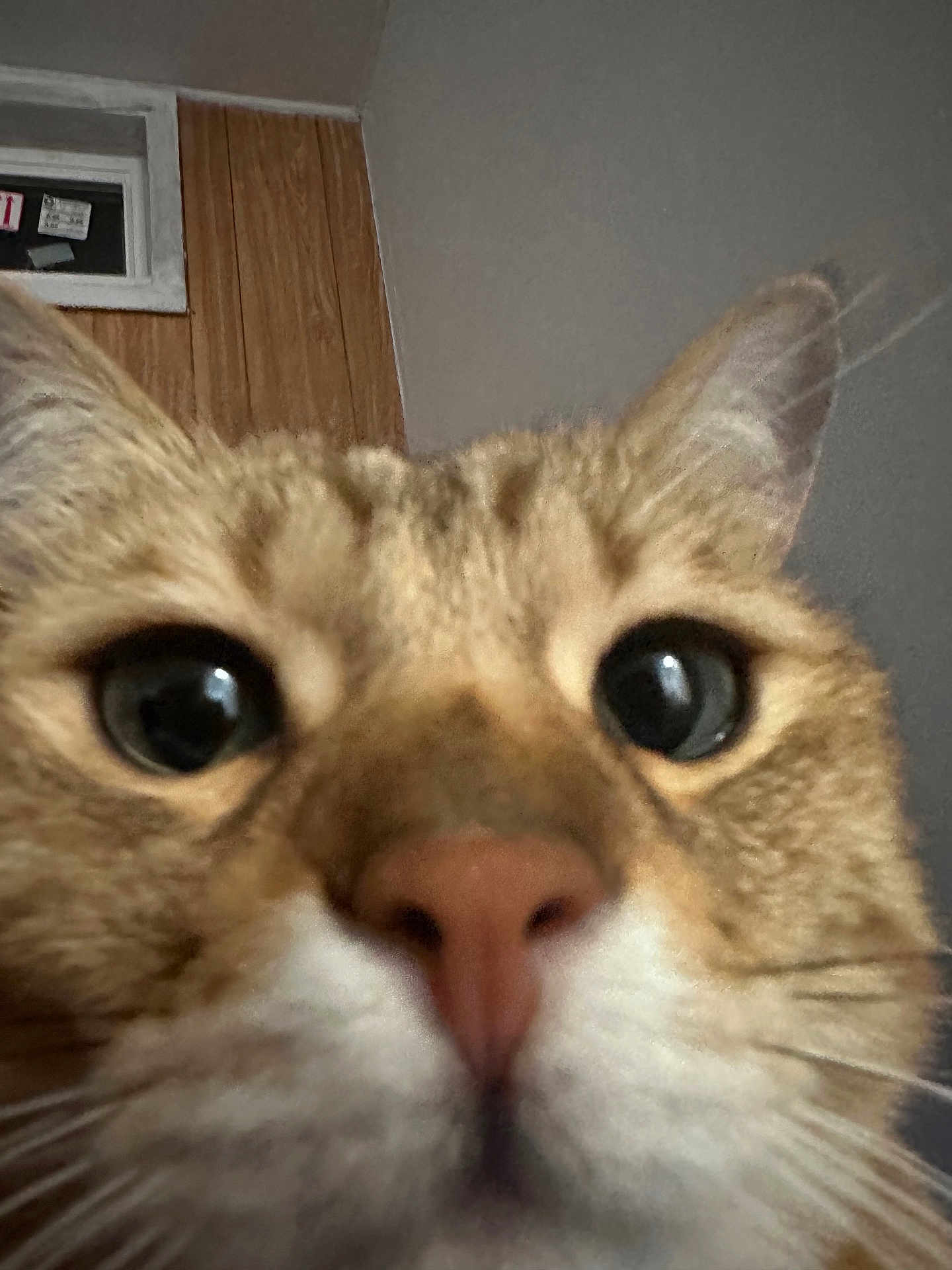 Miumiu joined the competition — help win amazing prizes! cat, close_up, face, nose, whiskers, ears, eyes, indoor, curious, feline, pet, animal, tabby, fur, window, wall, blurred_background, domestic, closeup, portrait