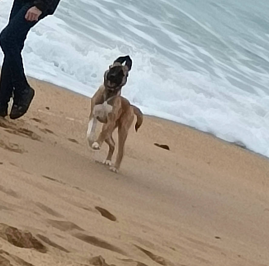 Une Fraise Tagada a rejoint le concours — aidez-le/la à gagner de superbes lots ! aeolian_landform, beach, canidae, carnivore, coast, companion_dog, dog, dog_breed, fawn, landscape, ocean, sand, shore, singing_sand, sporting_group, water, wave, wind_wave, wood, working_animal