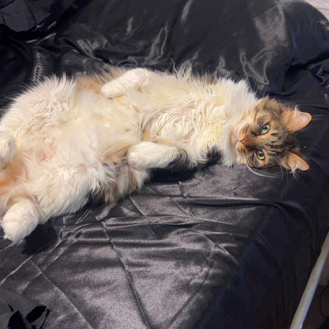 Squish joined the competition — help win amazing prizes! cat, fluffy, bed, black_bedspread, relaxed, green_eyes, wooden_wall, indoor, pet, feline, laying_down, cozy, fur, cute, domestic_animal, resting, comfortable, animal, household, sleepy