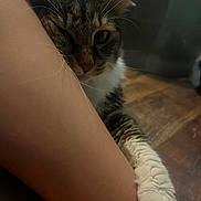 Squish joined the competition — help win amazing prizes! cat, tabby, paw, leg, human, indoor, close_up, snuggling, feline, fur, whiskers, wooden_floor, pet, animal, comfort, resting, warm, affection, cozy, intimate