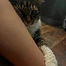 cat, tabby, paw, leg, human, indoor, close_up, snuggling, feline, fur, whiskers, wooden_floor, pet, animal, comfort, resting, warm, affection, cozy, intimate