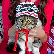 Squish joined the competition — help win amazing prizes! animal, cat, cozy, cute, fur, hand, hat, holiday_decor, indoor, knit_hat, lap, person, pet, portrait, red_clothing, red_pom_pom, sitting, tabby_cat, warm, winter_clothing
