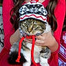 animal, cat, cozy, cute, fur, hand, hat, holiday_decor, indoor, knit_hat, lap, person, pet, portrait, red_clothing, red_pom_pom, sitting, tabby_cat, warm, winter_clothing