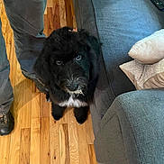 Nova joined the competition — help win amazing prizes! dog, black_dog, puppy, wooden_floor, couch, pillow, person, pants, shoes, indoor, pet, flooring, furniture, cozy, looking_up, curious, home, living_room, companion, animal