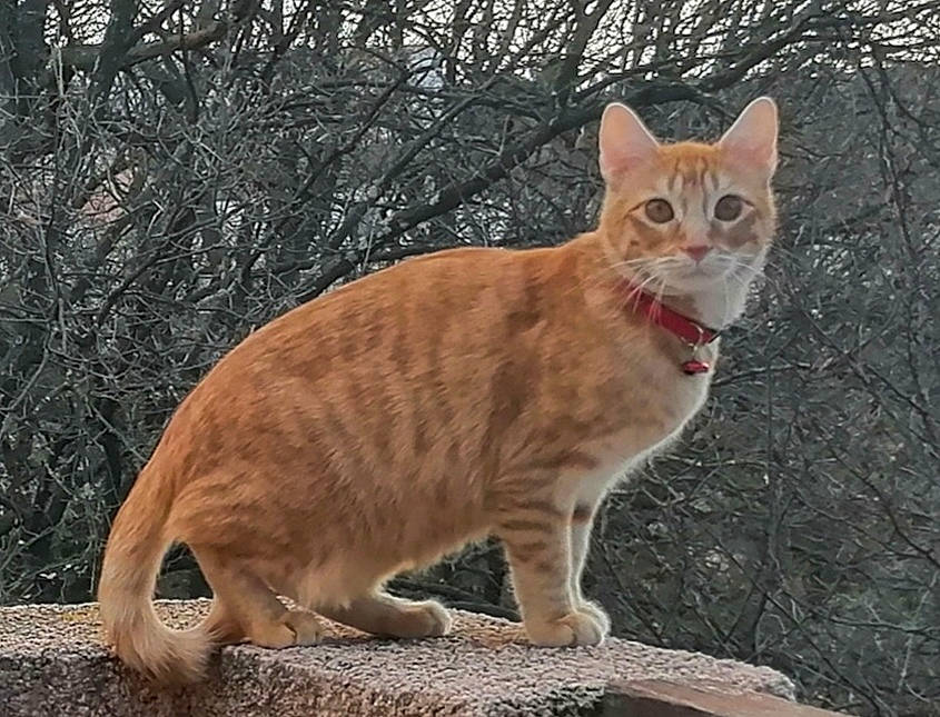 Rouky participe au concours pour gagner de l'argent avec cette photo : carnivore, cat, claw, domestic_short_haired_cat, eye, fawn, felidae, fur, grass, paw, sitting, small_to_medium_sized_cats, snout, tail, terrestrial_animal, tree, trunk, whiskers, wildlife, wood