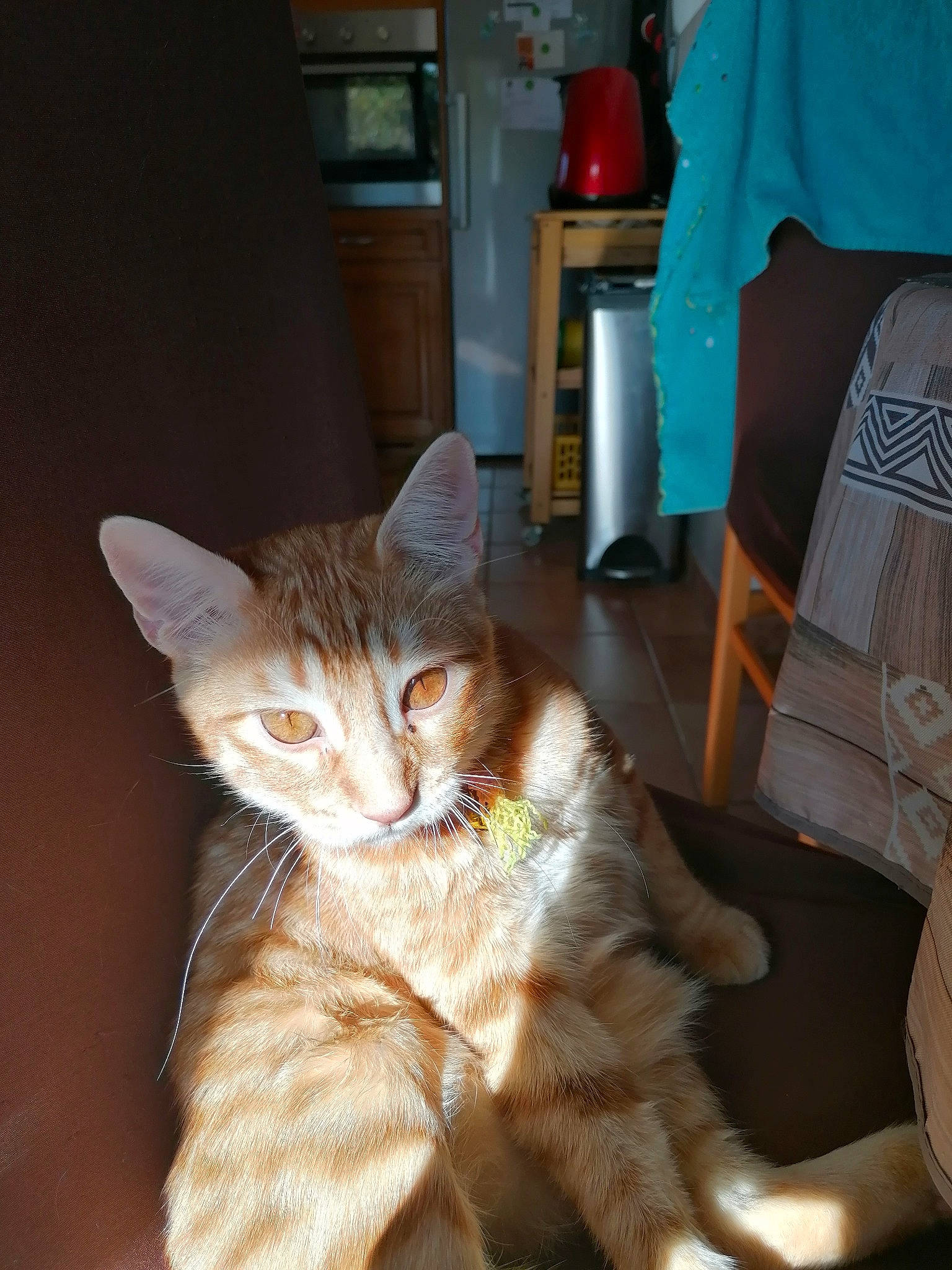 Rouky a rejoint le concours — aidez-le/la à gagner de superbes lots ! carnivore, cat, chair, claw, comfort, domestic_short_haired_cat, fawn, felidae, fur, lap, paw, photo_caption, room, sitting, small_to_medium_sized_cats, snout, tail, whiskers, window, wood