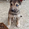 puppy, dog, heterochromia, blue_eye, brown_eye, fur, sitting, doormat, concrete_floor, outdoor, chairs, curious, pet, animal, cute, young, small, ears, face, looking_up