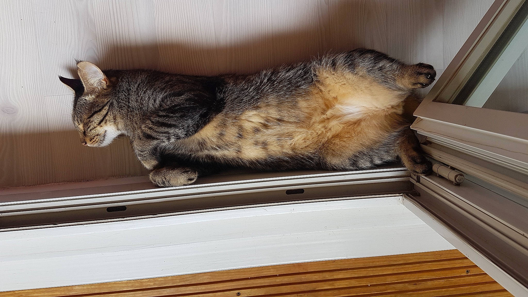 Mano a rejoint le concours — aidez-le/la à gagner de superbes lots ! carnivore, cat, claw, comfort, domestic_short_haired_cat, felidae, fur, hardwood, metal, nap, paw, room, sash_window, small_to_medium_sized_cats, snout, tail, terrestrial_animal, whiskers, window, wood