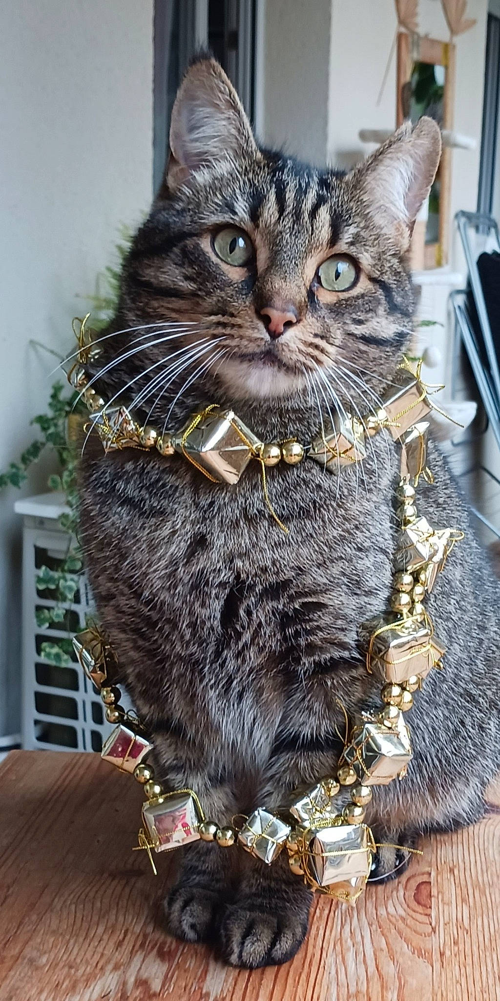 Mano a rejoint le concours — aidez-le/la à gagner de superbes lots ! black_cat, carnivore, cat, cat_furniture, claw, collar, domestic_short_haired_cat, fashion_accessory, felidae, fur, paw, pet_supply, small_to_medium_sized_cats, snout, tail, terrestrial_animal, whiskers, window