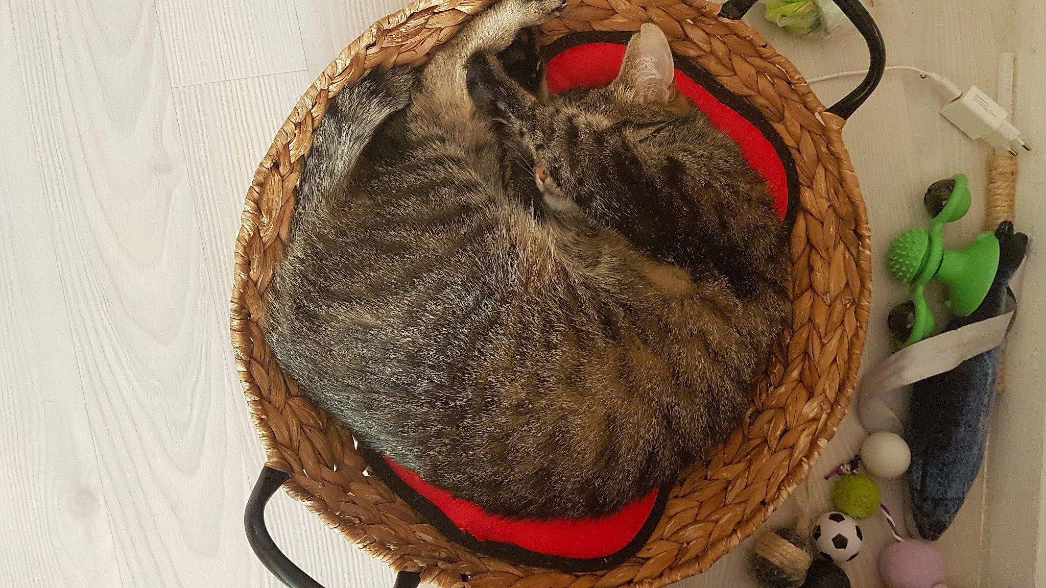 Mano a rejoint le concours — aidez-le/la à gagner de superbes lots ! bag, basket, cat, cat_supply, fashion_accessory, felidae, fur, grass, linens, luggage_and_bags, small_to_medium_sized_cats, storage_basket, tail, thread, whiskers, wicker, wood, wool, woolen, working_animal