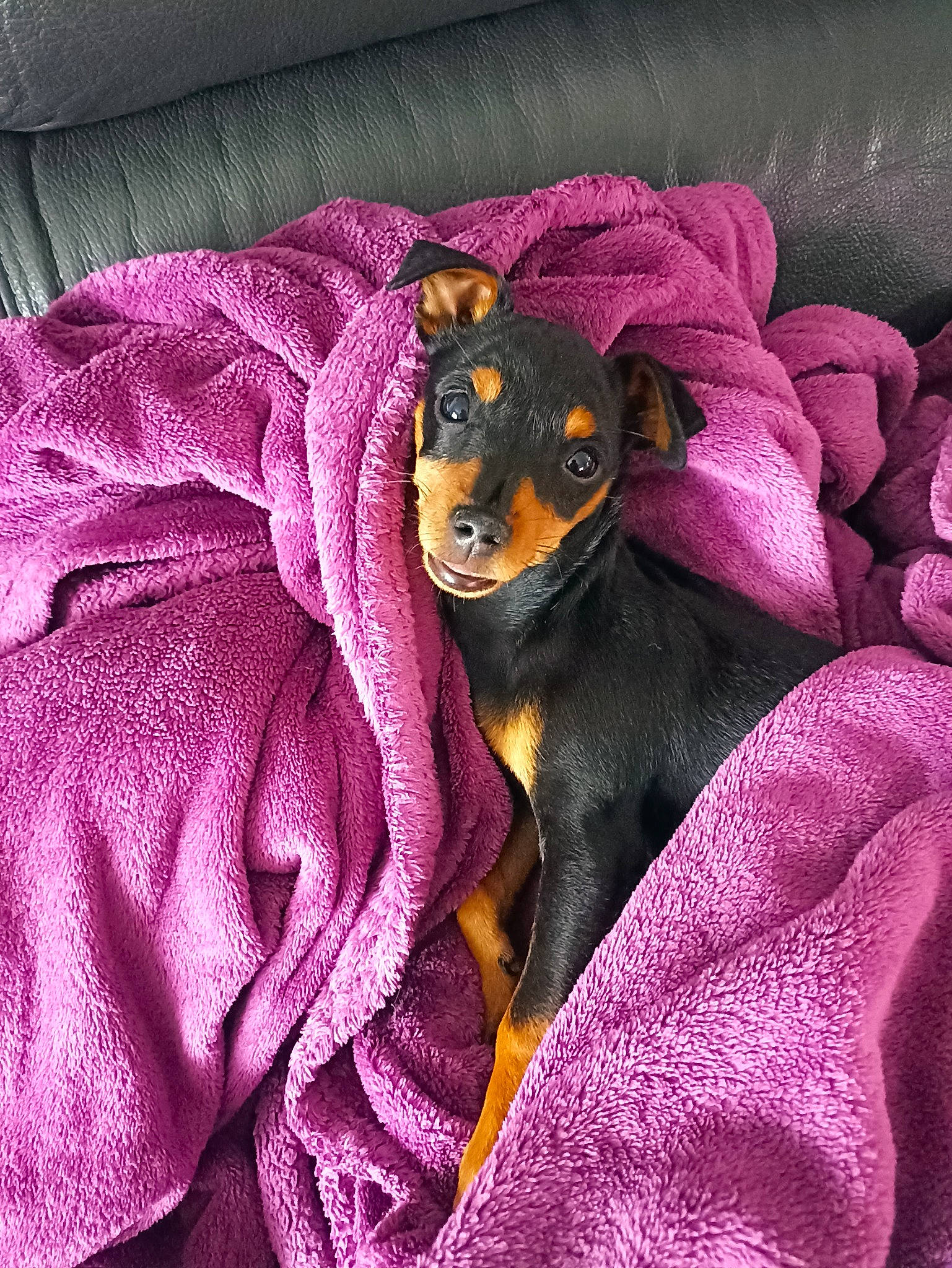 Twix a rejoint le concours — aidez-le/la à gagner de superbes lots ! canidae, carnivore, comfort, companion_dog, corgi_chihuahua, dobermann, dog, dog_breed, dog_supply, fawn, fur, magenta, purple, russkiy_toy, sleeve, terrestrial_animal, toy_dog, violet, whiskers, working_animal