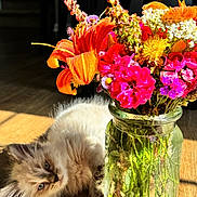 Marshmallow joined the competition — help win amazing prizes! bouquet, bright, carnation, cat, closeup, colorful, domestic_animal, flora, flower, furry, glass_jar, indoor, kitten, nature, pet, playful, relaxing, sunlight, vase, wooden_floor