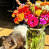 bouquet, bright, carnation, cat, closeup, colorful, domestic_animal, flora, flower, furry, glass_jar, indoor, kitten, nature, pet, playful, relaxing, sunlight, vase, wooden_floor