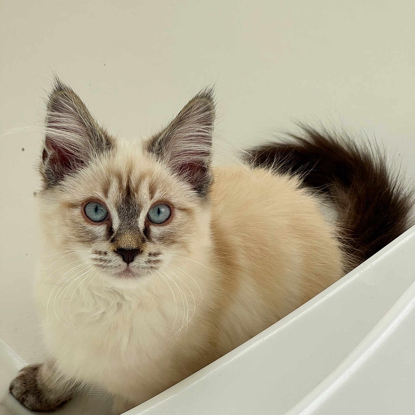 Marshmallow