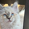 Marshmallow is registered to the contest to win money with this photo: animal, blue_eyes, cat, close_up, curious, cute, ears, face, feline, fluffy, fur, indoor, kitten, muzzle, nose, pet, portrait, soft_light, whiskers, young
