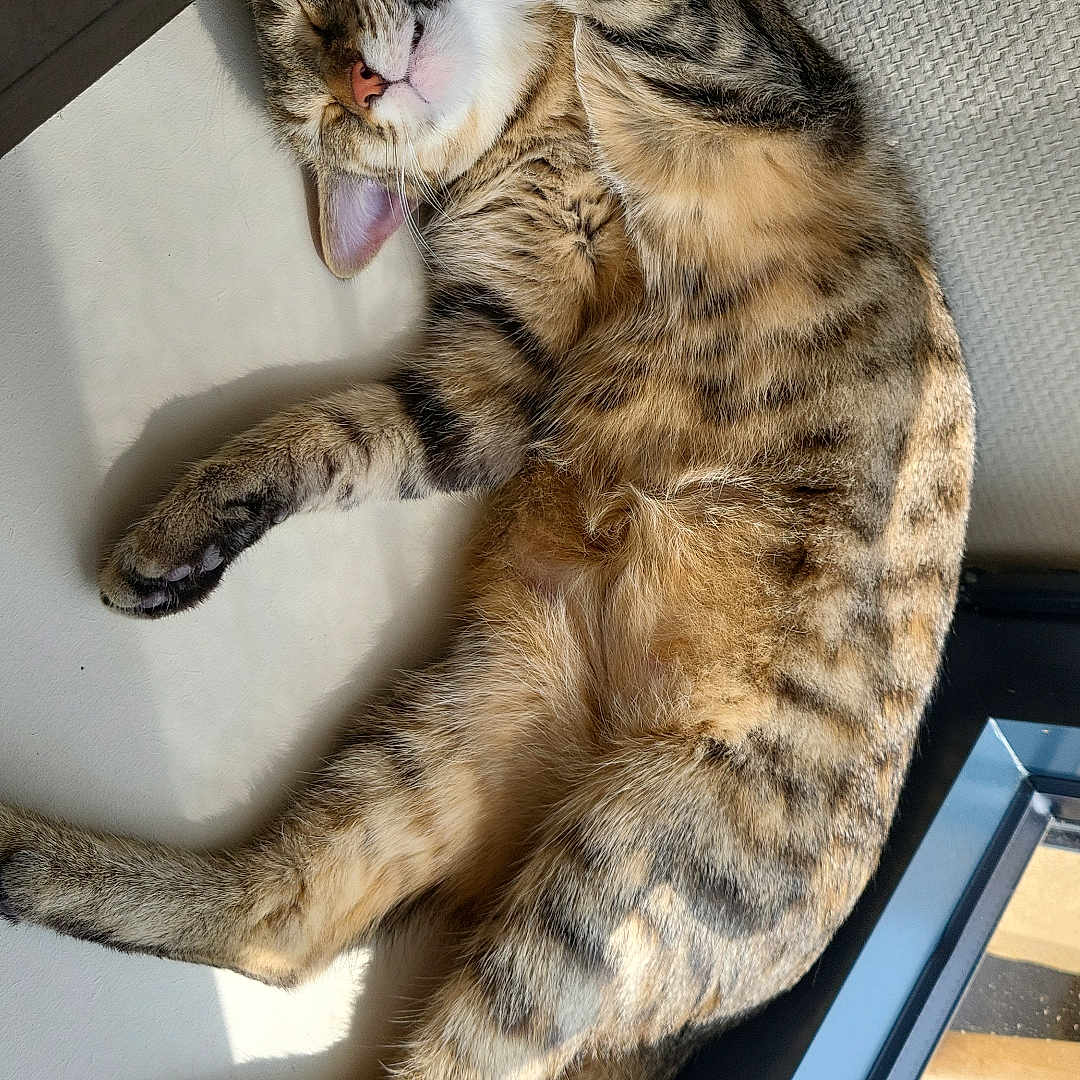 Texas a rejoint le concours — aidez-le/la à gagner de superbes lots ! abyssinian, animal, architecture, bodypart, cat, chair, couch, egyptiancat, furniture, hardwood, indoors, kitten, manx, mouth, person, pet, sleeping, teeth, tongue, wood