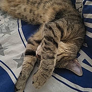 Texas a rejoint le concours — aidez-le/la à gagner de superbes lots ! abyssinian, animal, blanket, cat, couch, cushion, egyptiancat, furniture, hardwood, homedecor, kitten, manx, person, pet, quilt, sleeping, starsymbol, symbol, text, wood