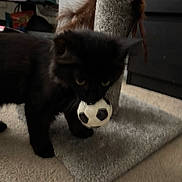 Salem joined the competition — help win amazing prizes! black_cat, kitten, toy, soccer_ball, scratching_post, feathers, carpet, indoor, pet, cute, feline, animal, playing, floor, domestic, young_cat, furry, small, closeup, household