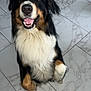 Tymo a rejoint le concours — aidez-le/la à gagner de superbes lots ! dog, pet, animal, sitting, happy, smiling, fur, black, white, brown, indoor, floor, tile, marble, cute, canine, friendly, portrait, looking_up, paw