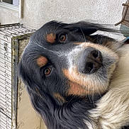 Tymo a rejoint le concours — aidez-le/la à gagner de superbes lots ! dog, close_up, black_fur, white_fur, tan_fur, pet, animal, outdoor, window, wall, fur, portrait, looking_at_camera, canine, muzzle, ears, person_partial, shoulder, curious, companion