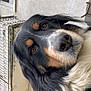 dog, close_up, black_fur, white_fur, tan_fur, pet, animal, outdoor, window, wall, fur, portrait, looking_at_camera, canine, muzzle, ears, person_partial, shoulder, curious, companion