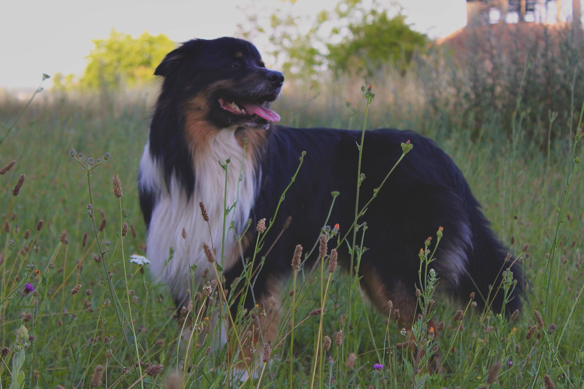 Sÿden a rejoint le concours — aidez-le/la à gagner de superbes lots ! border_collie, canidae, carnivore, companion_dog, dog, dog_breed, grass, grassland, guard_dog, gun_dog, hunting_dog, plant, prairie, sky, sporting_group, window, working_animal, working_dog