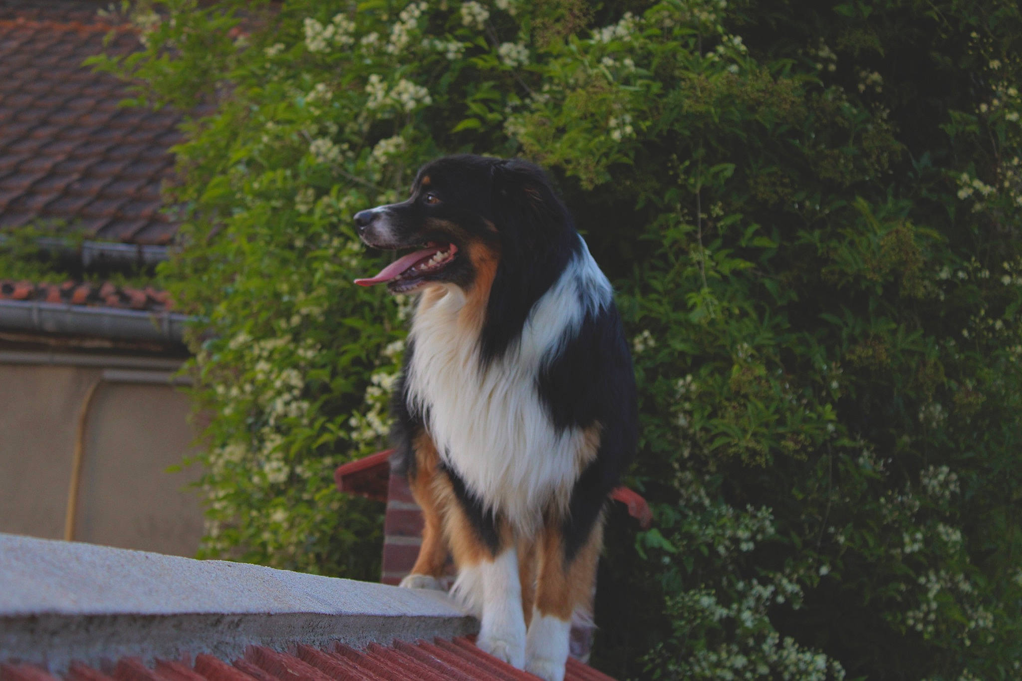 Sÿden a rejoint le concours — aidez-le/la à gagner de superbes lots ! australian_collie, border_collie, canidae, carnivore, collie, companion_dog, dog, dog_breed, grass, guard_dog, herding_dog, plant, rough_collie, scotch_collie, shetland_sheepdog, snout, sporting_group, tree, working_animal, working_dog