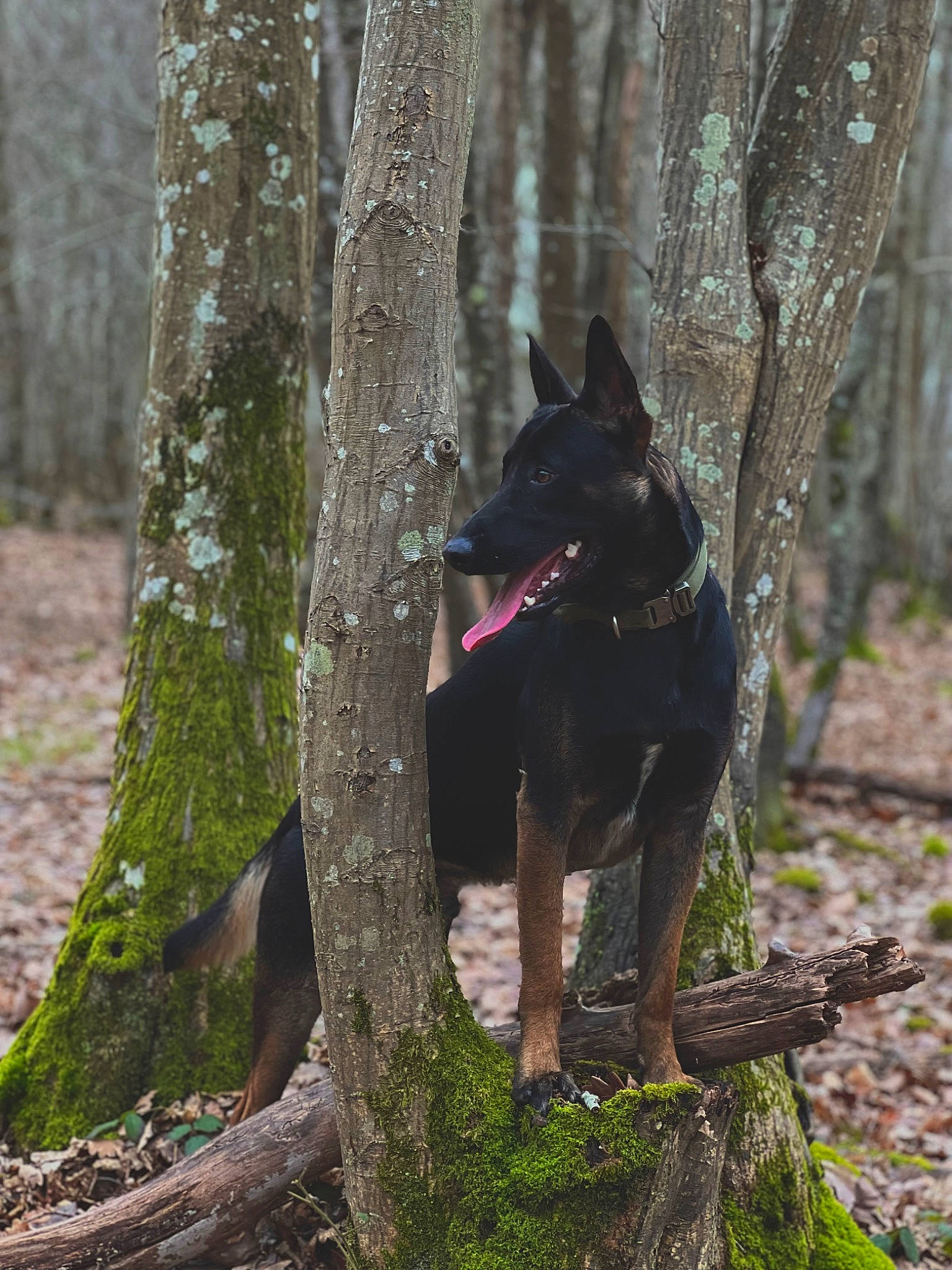 Peaky a rejoint le concours — aidez-le/la à gagner de superbes lots ! adventure, black_norwegian_elkhound, canidae, canis, carnivore, dog, dog_breed, forest, northern_hardwood_forest, plant, sporting_group, tail, temperate_broadleaf_and_mixed_forest, terrestrial_animal, terrestrial_plant, tree, trunk, wood, woodland, working_animal